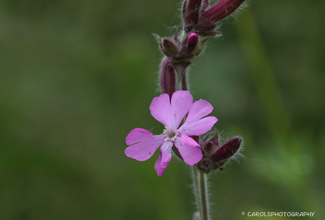 RED CAMPION (Silene dioica)